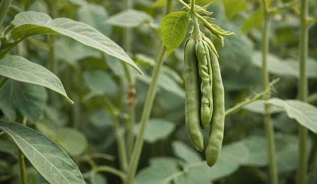 Photo lush green bean harvest in a field of vibrant vegetation