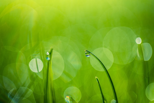 Lush green blades of grass with beautiful transparent water drops on meadow closeup. Fresh morning