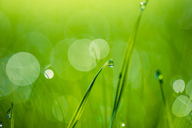 Lush green blades of grass with beautiful transparent water drops on meadow closeup. Fresh morning