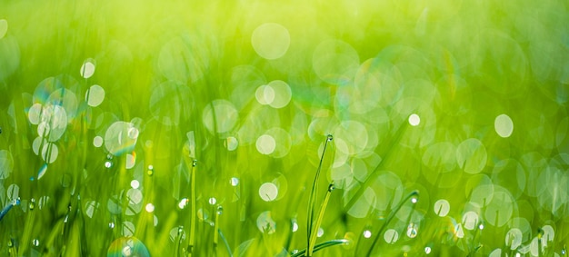 Lush green blades of grass with beautiful transparent water drops on meadow closeup. Fresh morning