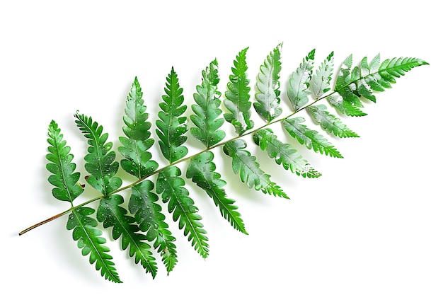 Lush Green Fern Branch Isolated on White Background