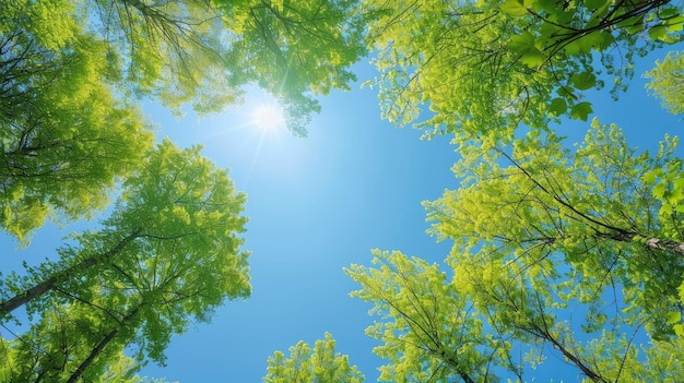 Photo lush green forest canopy under a clear blue sky