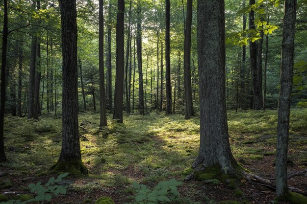 Photo a lush green forest filled with lots of trees