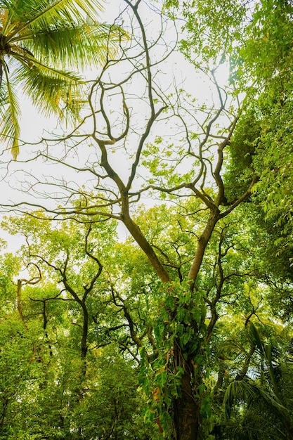 Lush green forest of tropical jungle nature photo of tropical jungle nature landscape