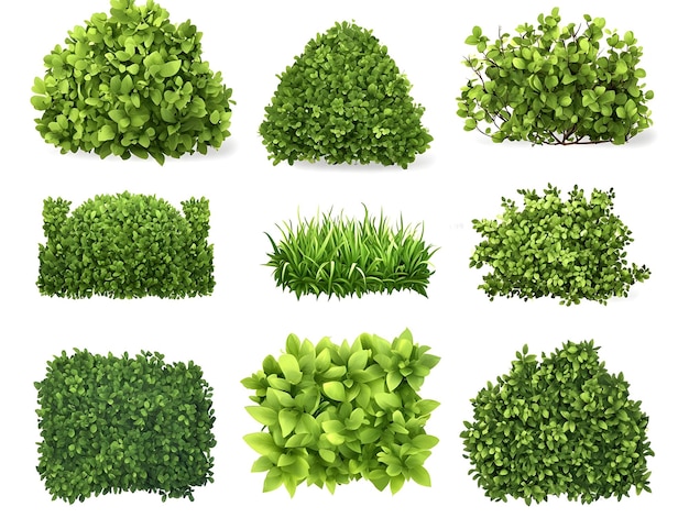 Photo lush green garden bushes and shrubs cut out on white background