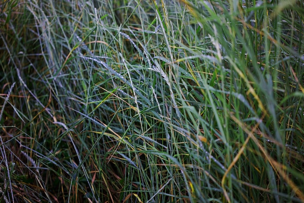 lush green grass strewn with rain drops