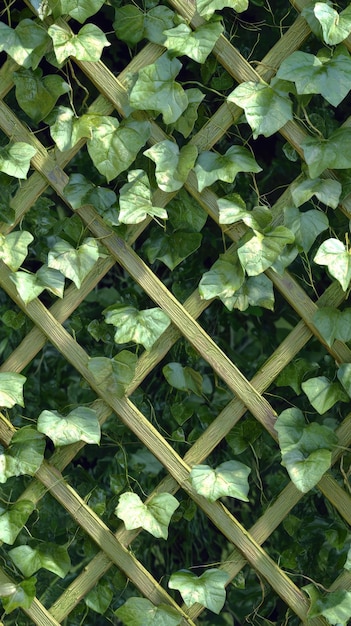 Photo lush green ivy gracefully climbs a wooden lattice in a tranquil garden setting