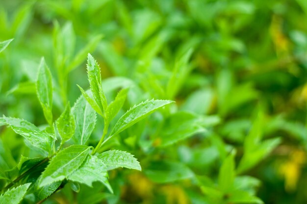 Lush green leaves background with rain drops