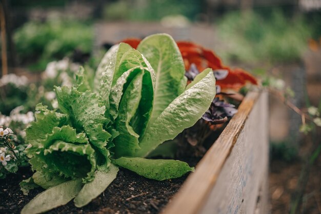 Photo lush green lettuce growing in a wooden garden box