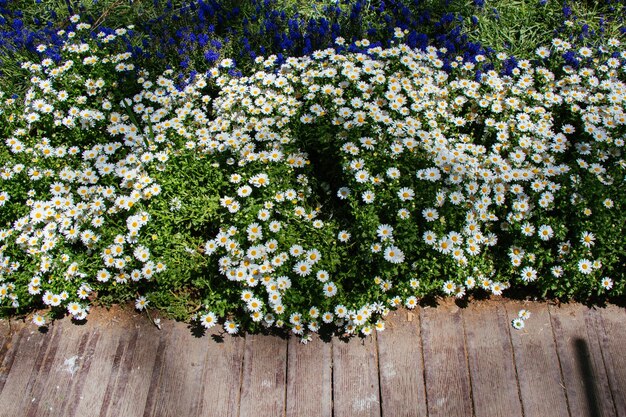 Lush green meadow with blooming daisy flowers by the wooden planks