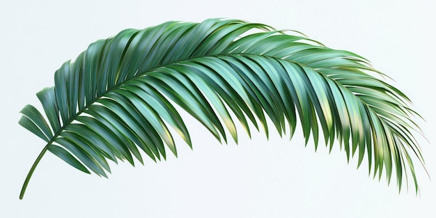 Photo lush green palm leaf isolated on white background