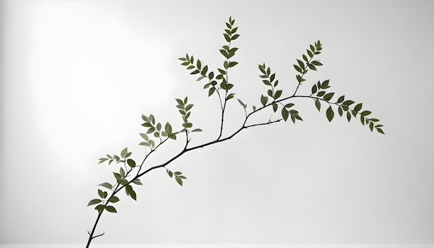 Photo lush green plant branch against a white minimalist background