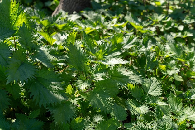 A lush green plant with many leaves and stems