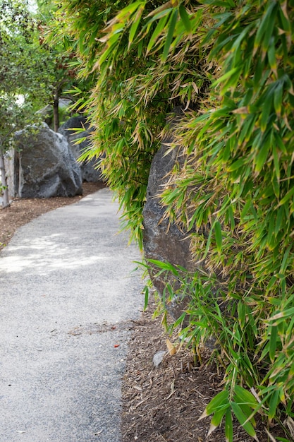 Lush green pushes on a walking path