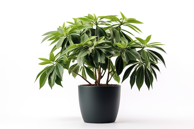 A Lush Green Schefflera Plant in a Modern Grey Pot Against a White Background on a Clear PNG or White Background