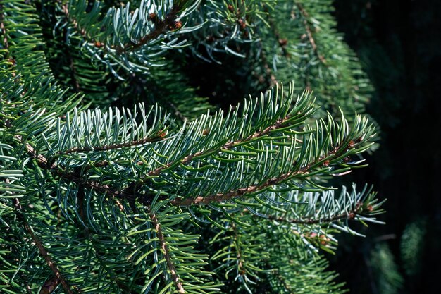 lush green spruce branch spruce needles close-up