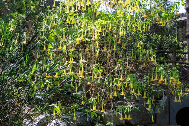 Lush green tree bush leaves