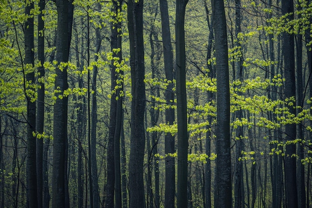 Photo lush green trees thriving in a dense forest during early spring with fresh leaves unfolding