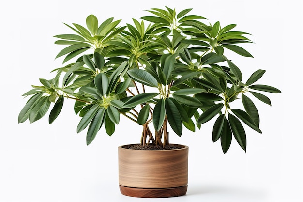 Lush Green Umbrella Plant Thriving in a Wooden Pot on a Clear PNG or White Background