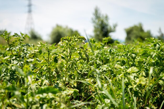 Lush Green Vegetable Plot Garden