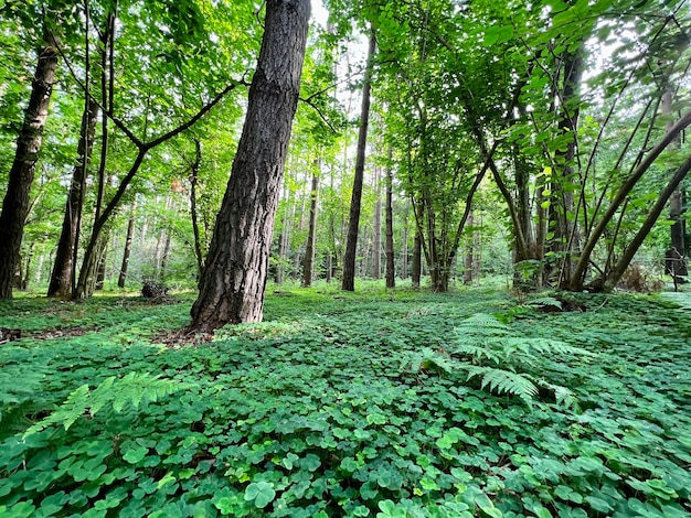 Lush green vegetation in a natural fern forest