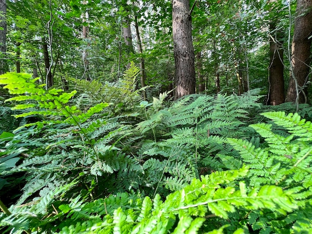 Lush green vegetation in a natural fern forest