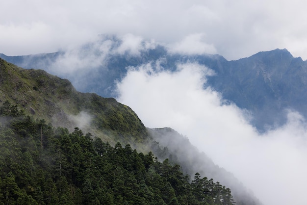 Lush greenery mountain with the foggy mist