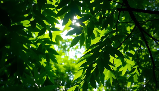 Photo lush greenery with sunlight filtering through leaves