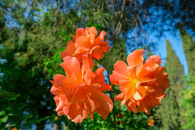 Lush orange roses beautiful blossom flowers Chinese or tea rosa Rosehip Beautiful blossom flower at sunny summer day Gardening floristry landscaping concept For covers postcards