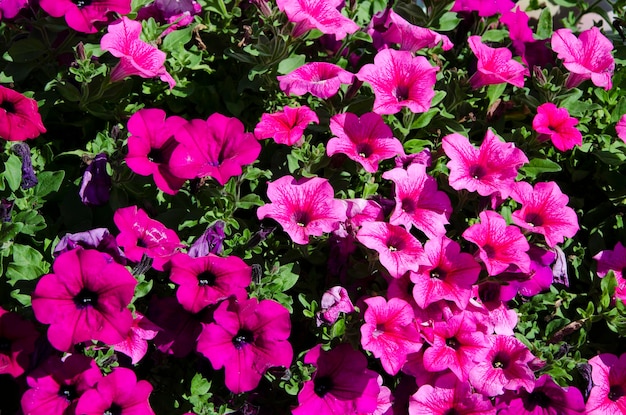 Lush pink bloom purple petunias floral background