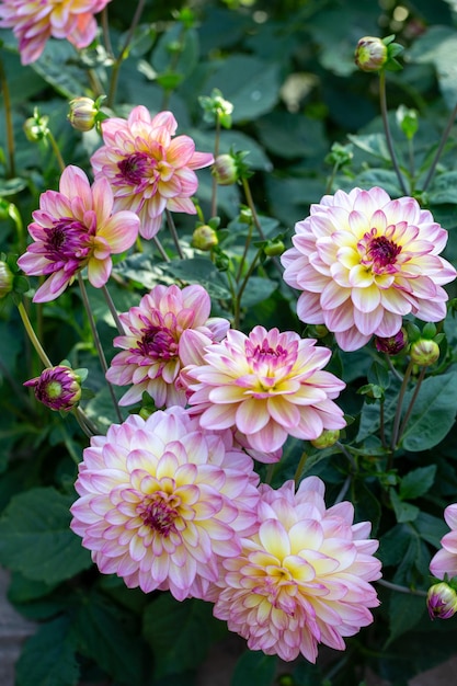 Lush pink dahlia flowers in a flower bed in summer Gardening perennial flowers landscaping