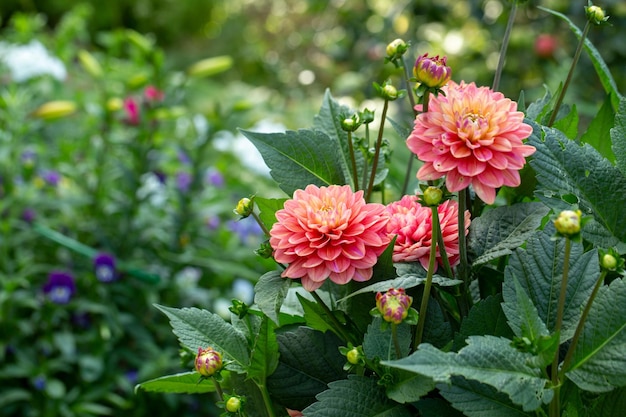 Lush pink dahlia flowers in a flower bed in summer Gardening perennial flowers landscaping