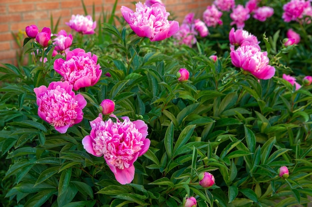 Lush pink peonies blooming in a flower bed Perennial flowers landscape design