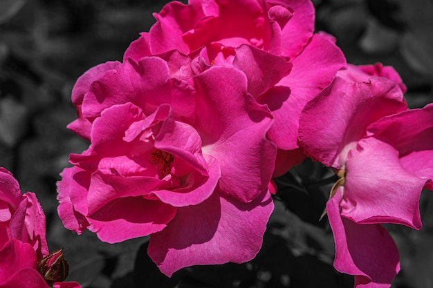 Lush pink rose after rain beautiful blossom flowers on Black and white atmospheric background Gardening floristry landscaping concept For covers postcards Chinese or tea rose Rosa chinensis