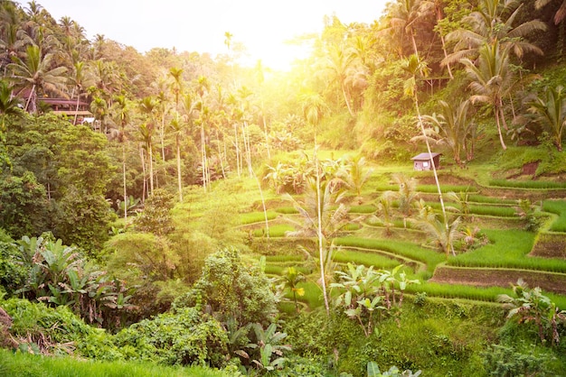 Lush rice fields plantation on Bali island Indonesia