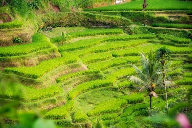 Lush rice fields plantation on Bali island Indonesia