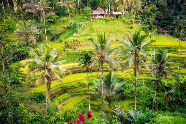 Lush rice fields plantation on Bali island Indonesia