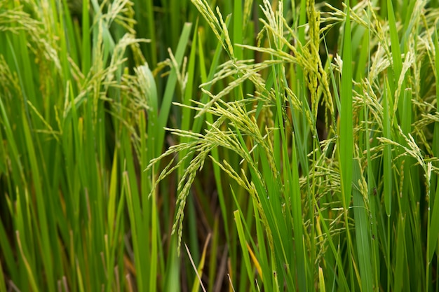 Lush rice fields with rice grains ready to harvest