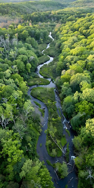 Lush Riverine Woodland