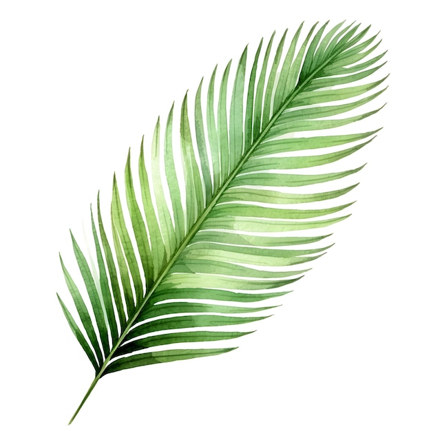 Photo lush sago palm leaf botanical on white background