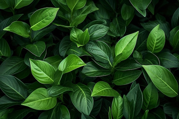 Lush and vibrant green leaves creating an organic and natural backdrop