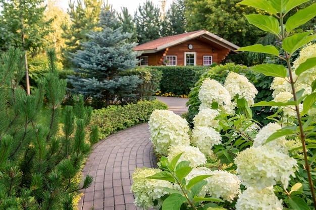 Lush white hydrangea blooming in the park Landscaping flowering bushes