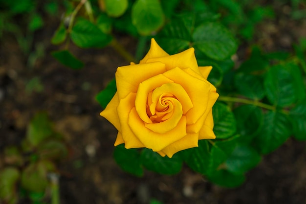 Lush yellow rose after rain beautiful blossom flowers at sunny summer day Gardening floristry landscaping concept For covers postcards Climbing Hybrid Tea Rosa Rosehip