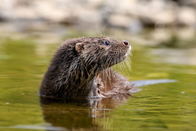 Lutra in nature habitat. Portrait of water predator. Animal from the river. Wildlife scene