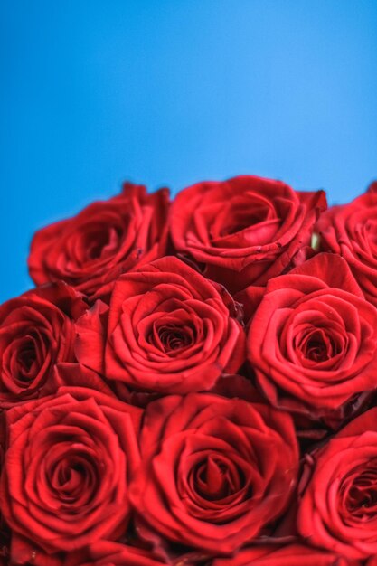 Luxury bouquet of red roses on blue background flowers as a holiday gift