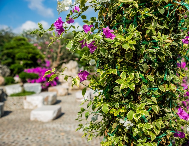 Luxury landscape design of the tropical garden.