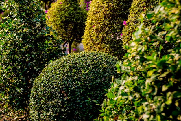 Photo luxury landscape of tropical garden.