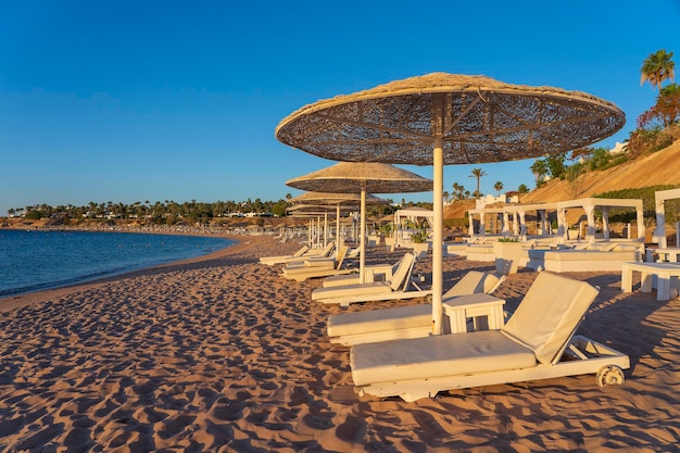 Luxury sand beach with beach chairs and white straw umbrellas in tropical resort in Red Sea coast in Egypt Africa