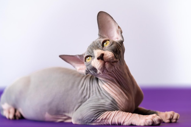 Luxury young sphynx hairless cat posing lying at purple floor against white background looking up