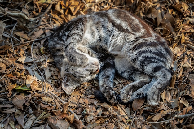 Photo lying cat sleeps in the garden among the leaves